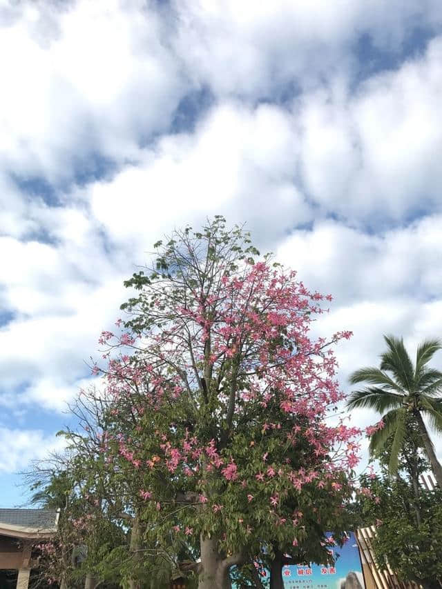 碎碎念~三亚自助游