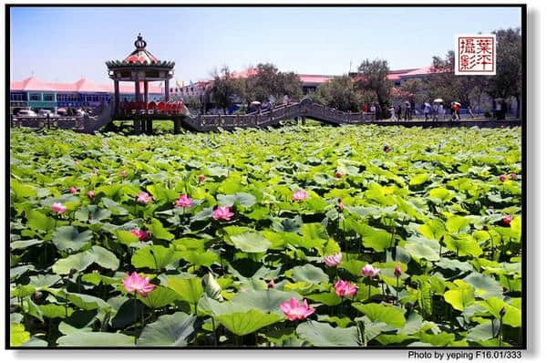 回乡宁夏：沙湖生态旅游区