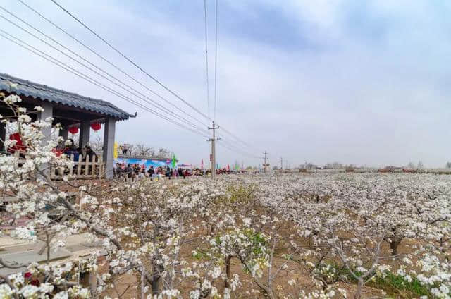 5日旅游热点回顾：清明去哪玩？北京这里花开正美，如仙境，还免费！就在城区！