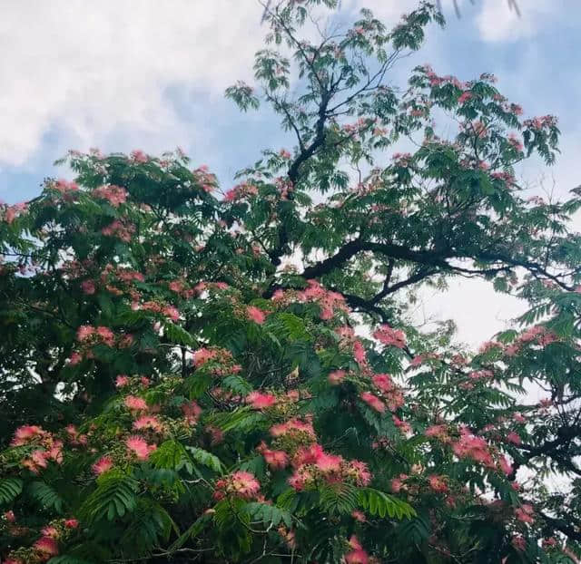 6月的北京竟然还有“漫天红枫”！就藏在二环这个绝美的公园里~