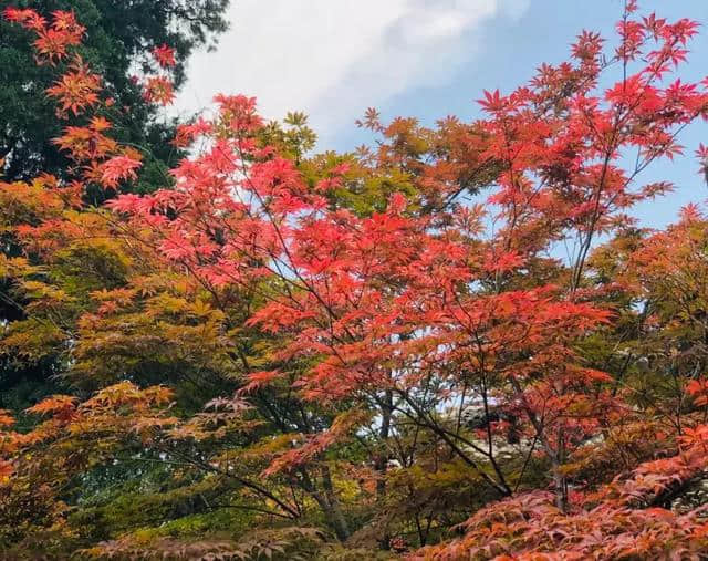 6月的北京竟然还有“漫天红枫”！就藏在二环这个绝美的公园里~