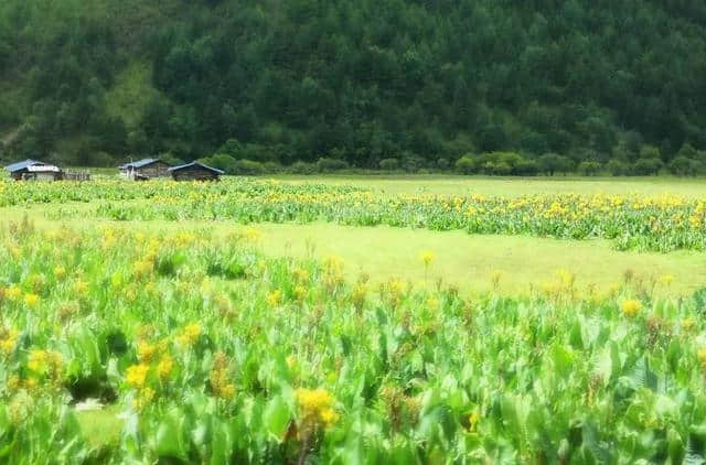 6月，最适合去香格里拉和遇见你