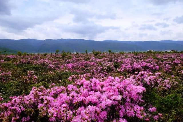 6月，最适合去香格里拉和遇见你