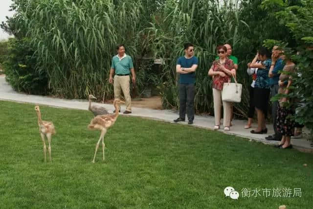 衡水市旅游局与北京旅游资源深度对接，面向京津旅游合作进一步迈出实质性步伐！