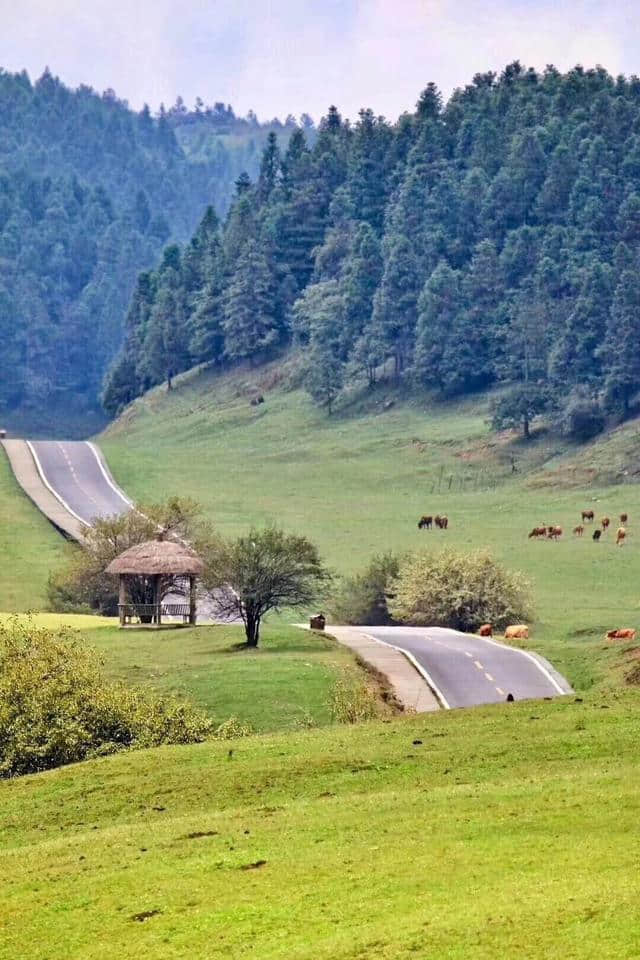 仙女山有条公路，去过的人都说美！