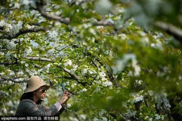 清明节旅游攻略！这些北京郊区绝美打卡地，随手一拍都是大片！