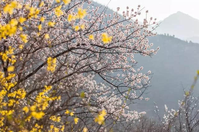 清明节旅游攻略！这些北京郊区绝美打卡地，随手一拍都是大片！