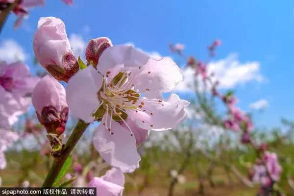 清明节旅游攻略！这些北京郊区绝美打卡地，随手一拍都是大片！