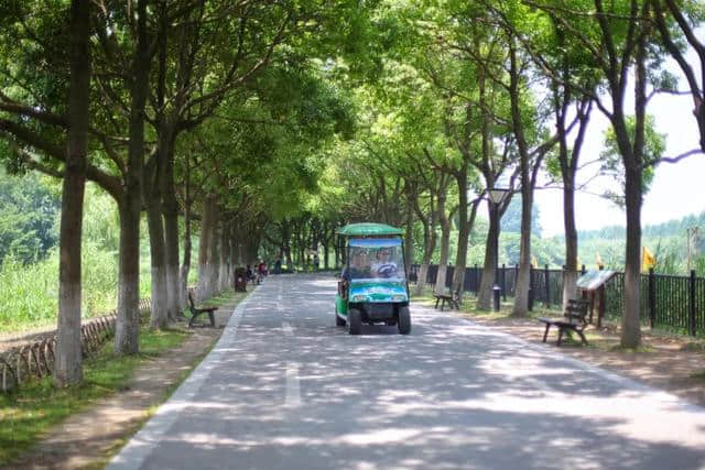 住进芦荡深处人家，感受不一样的沙家浜风景区，夏日清凉度假