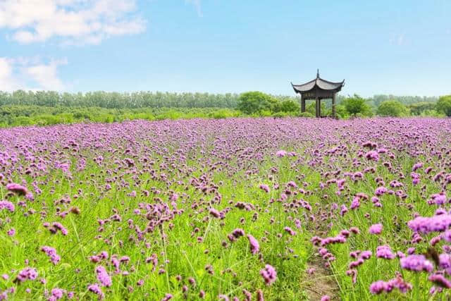 住进芦荡深处人家，感受不一样的沙家浜风景区，夏日清凉度假