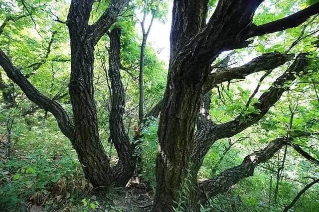 房山领衔的这几个地方，真是夏天避暑乘凉的好地方