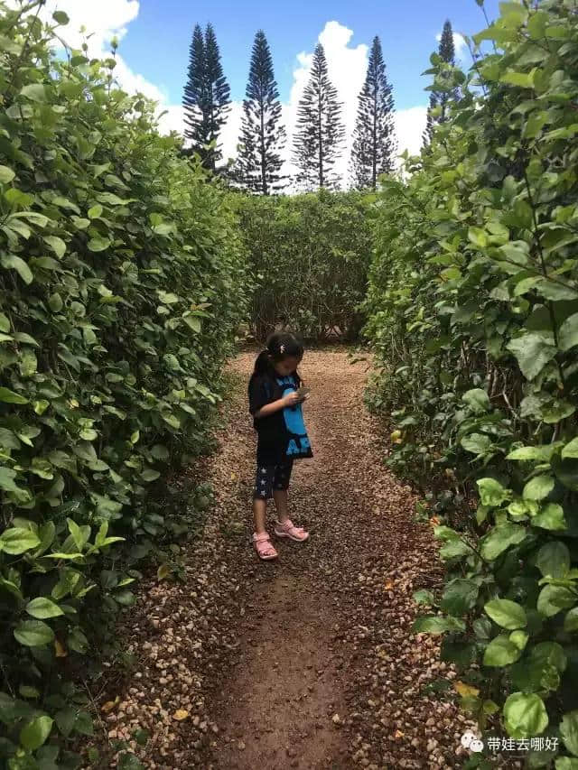 带宝宝的旅行会有怎样不同的风景？带俩娃游夏威夷精华版攻略来啦！