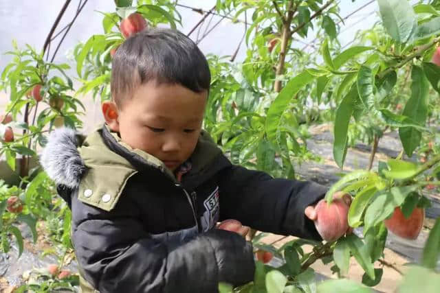 好消息！通辽市奈曼旗要开仙桃盛宴了