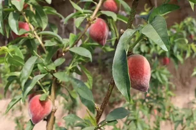 好消息！通辽市奈曼旗要开仙桃盛宴了