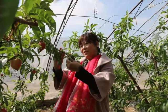 好消息！通辽市奈曼旗要开仙桃盛宴了