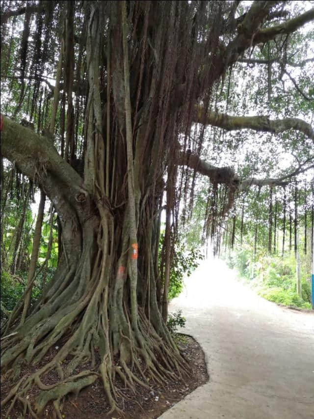 热带雨林版的“蓬莱仙境”：北海涠洲岛攻略，带你看不一样的海