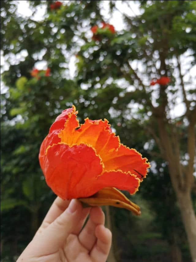 热带雨林版的“蓬莱仙境”：北海涠洲岛攻略，带你看不一样的海