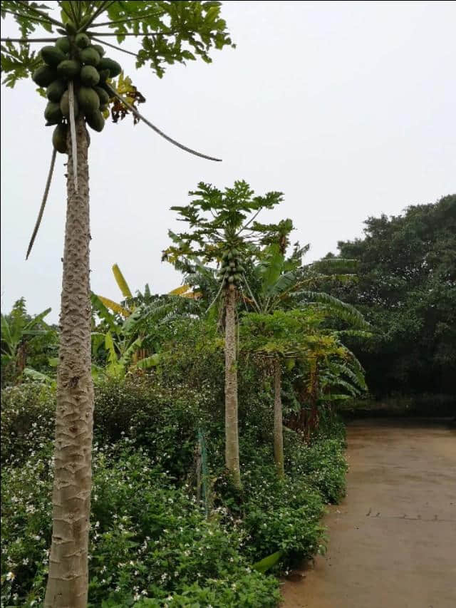 热带雨林版的“蓬莱仙境”：北海涠洲岛攻略，带你看不一样的海