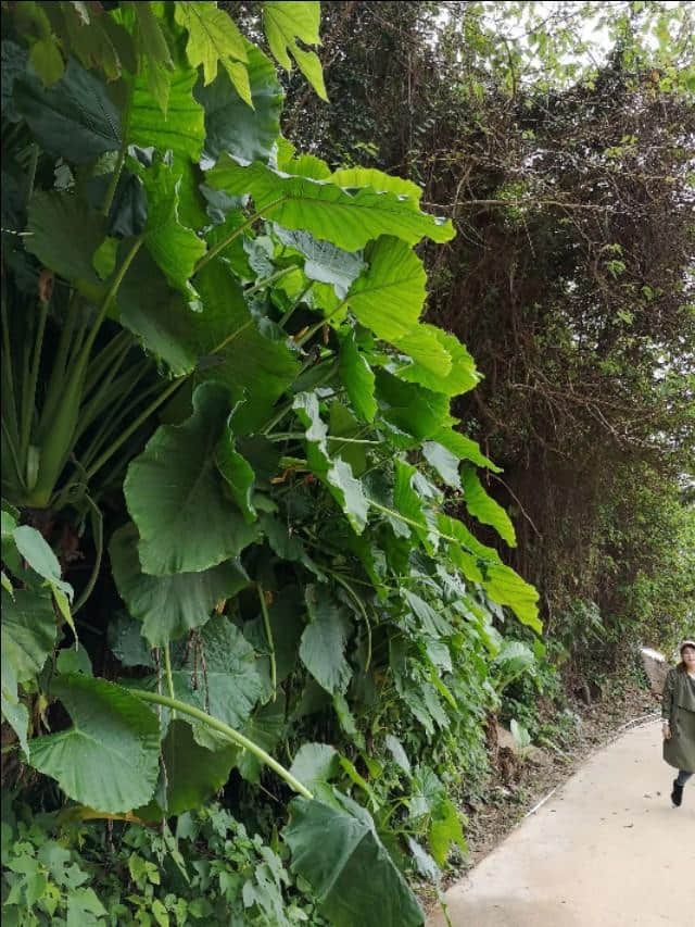 热带雨林版的“蓬莱仙境”：北海涠洲岛攻略，带你看不一样的海