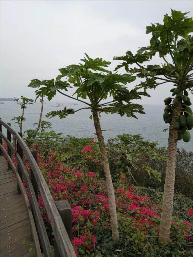 热带雨林版的“蓬莱仙境”：北海涠洲岛攻略，带你看不一样的海