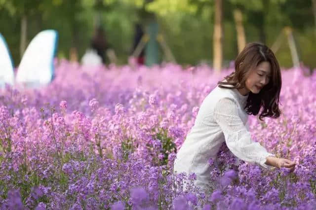 春来，花来，等你来！沙家浜邀您共赏“水上花田”~