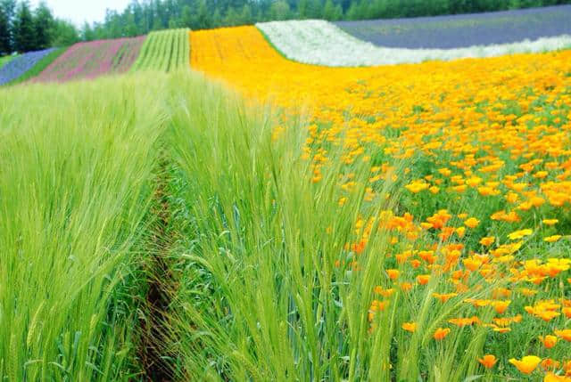 日本美不止樱花！北海道赏花旅游攻略，母亲节最浪漫的礼物！