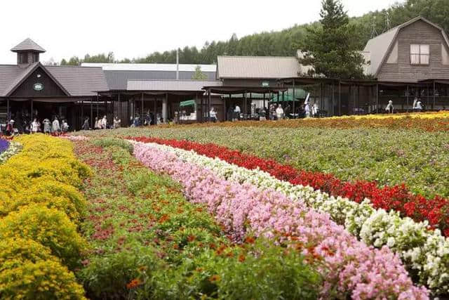 日本美不止樱花！北海道赏花旅游攻略，母亲节最浪漫的礼物！