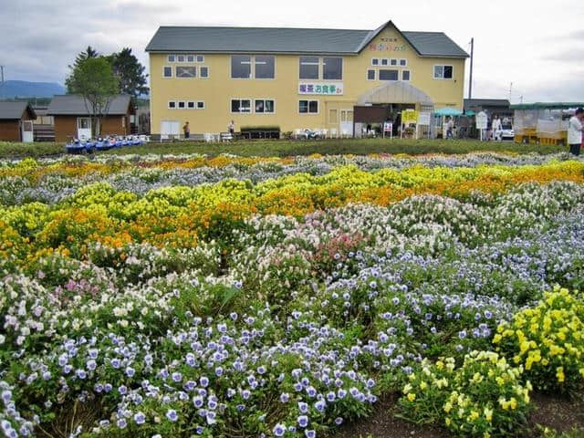 日本美不止樱花！北海道赏花旅游攻略，母亲节最浪漫的礼物！