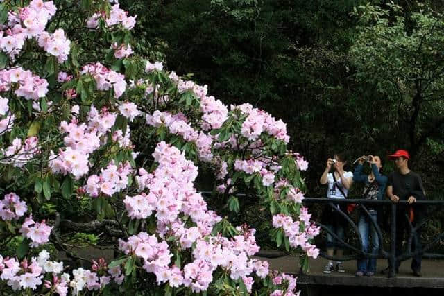 人间四月芳菲尽，三清杜鹃始盛开