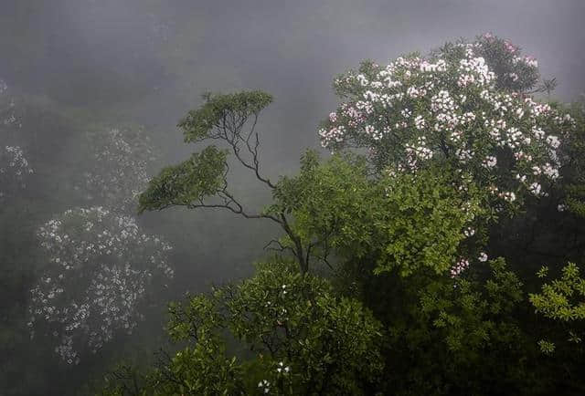 人间四月芳菲尽，三清杜鹃始盛开