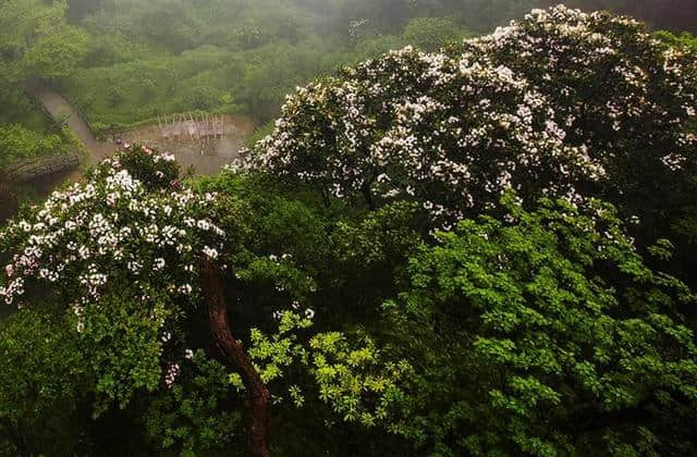 人间四月芳菲尽，三清杜鹃始盛开