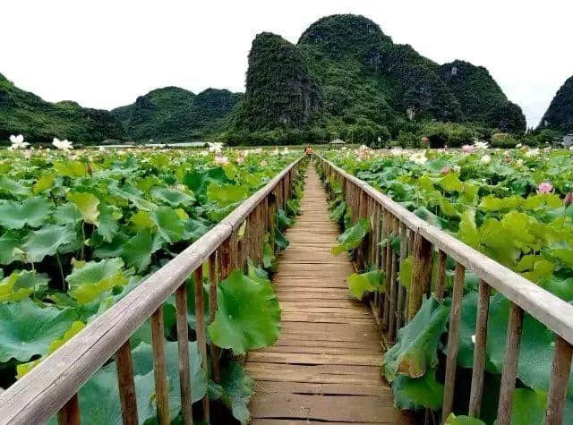 错过等一年！2018桂林最新最全赏荷地图出炉！