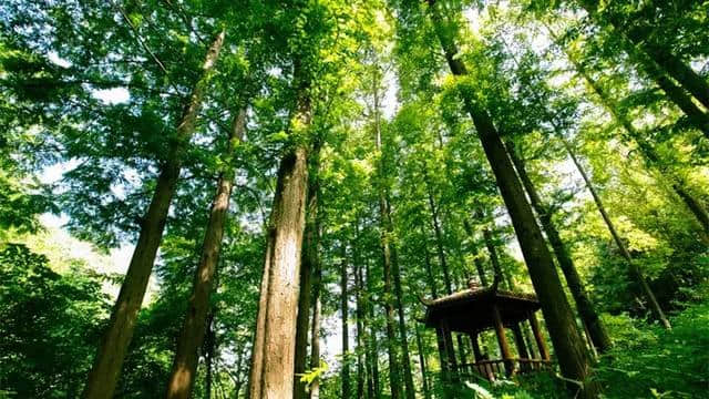 重磅消息第二波 三门峡五大景区免门票 免预约随时起驾