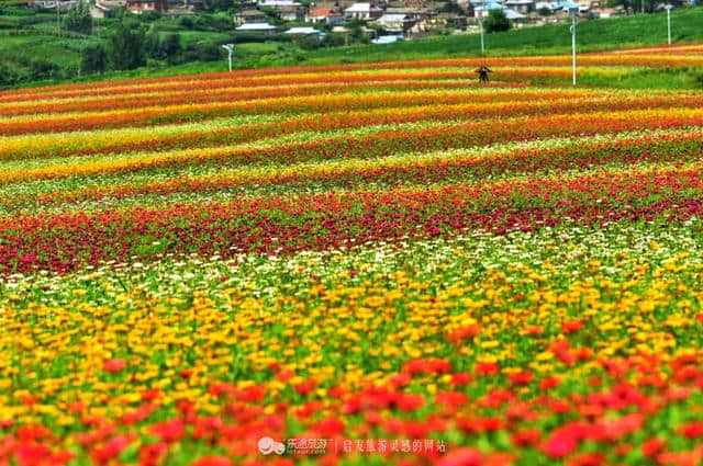 走进日光山花海，花海背后是朝鲜第一夫人的故乡