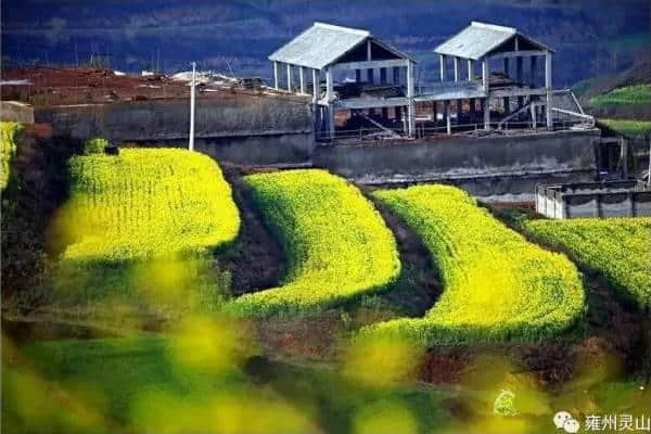 瞧瞧！宝鸡也有千亩梯田油菜花，12天后掀起拍照狂潮