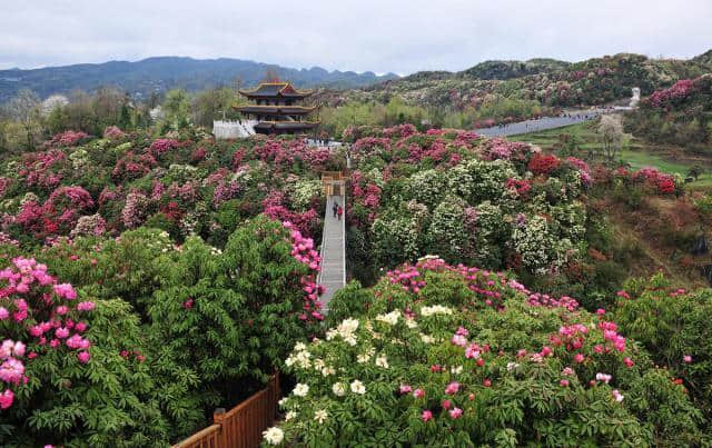 西南“后花园”贵州毕节：自带天然空调，观赏的花海还有食用价值