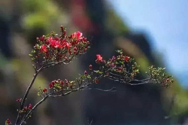 世外桃源！厦门私藏一处后花园，山花烂漫正当时！