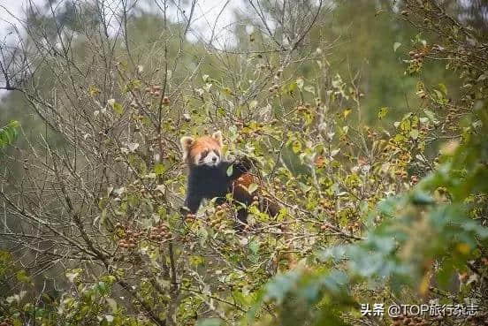 曾是北京教师桃李满天下，如今成神秘“森林体验师”，有人去云南就为请这个大龄“孩子王”带着玩