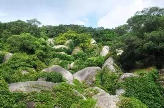 曝光！厦门岛内这座山竟私藏这么多美景！赏花踏青何必远行…