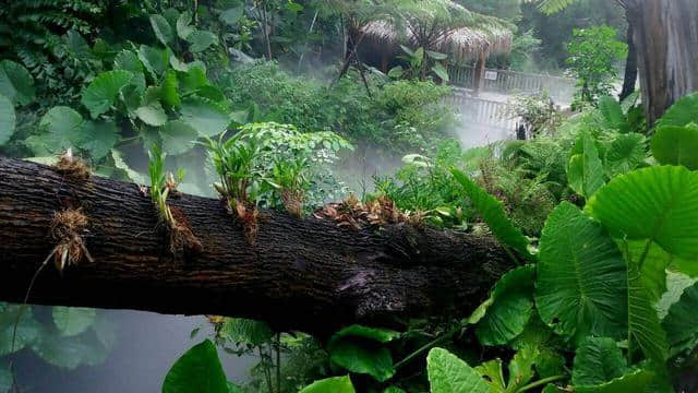 厦门旅游景点推荐：厦门园林植物园(万石植物园)