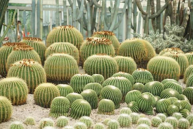 厦门旅游景点推荐：厦门园林植物园(万石植物园)