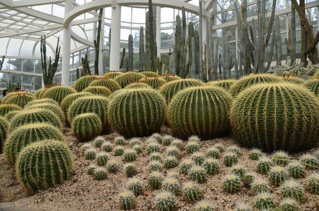 厦门旅游景点推荐：厦门园林植物园(万石植物园)