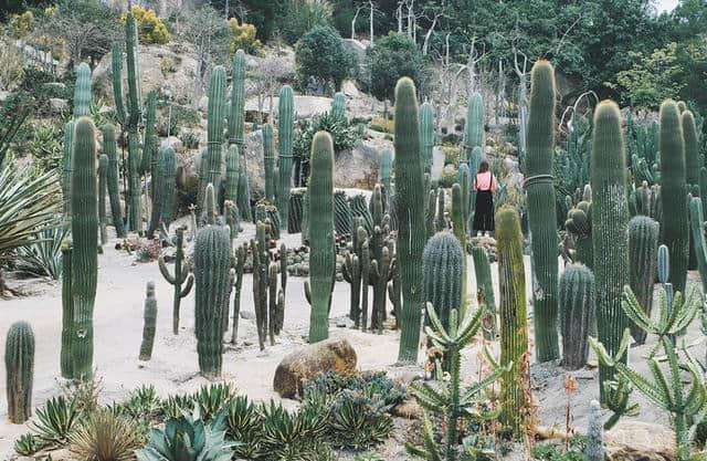 厦门旅游景点推荐：厦门园林植物园(万石植物园)