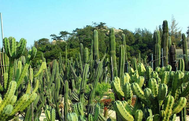 厦门旅游景点推荐：厦门园林植物园(万石植物园)