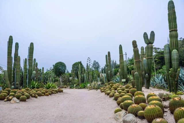 厦门旅游景点推荐：厦门园林植物园(万石植物园)