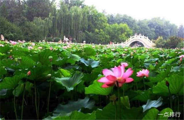 保定十大著名旅游景点，古莲花池是我国北方古代园林的明珠