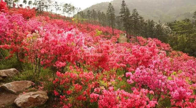 清远英德(徐家庄生态旅游度假村)368元住木屋山景房+双早门票游船