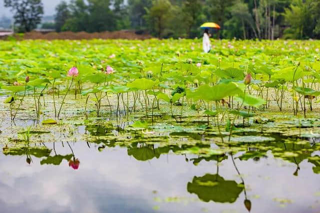 点进来！一键解锁攀枝花全年最佳旅游点！