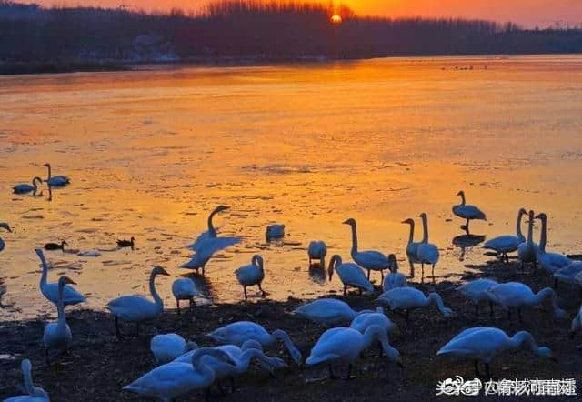 精彩旅游：三门峡天鹅湖美景