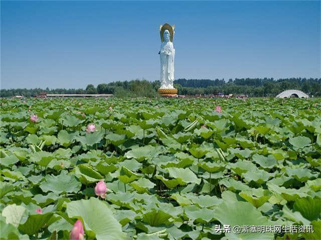 「紫塞明珠」农家游｜白洋淀田水园农家院四季竞秀，妙趣天成